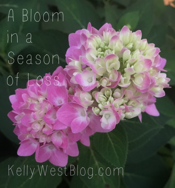 A Bloom in a Season of Loss